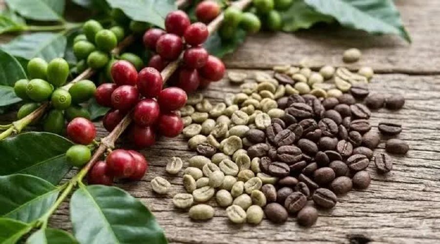 Bản tin nông sản hôm nay (16-10): Giá cà phê, hồ tiêu điều chỉnh tăng nhẹ